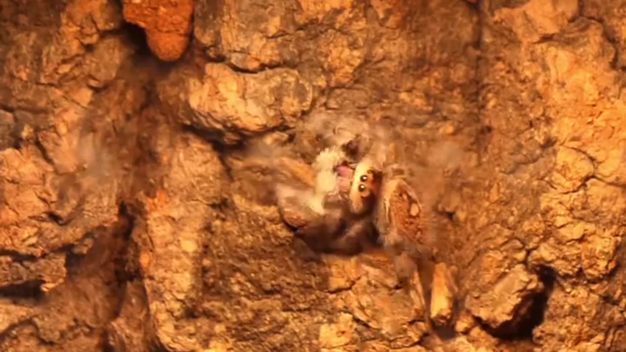 🤝🕷️ Unlikely Friendship With a Spider — Heartwarming & Surprising! | FeedMyCuriosity