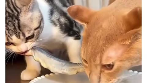 😂🐈 You've Got to See This Cat's Reaction! | FunFM