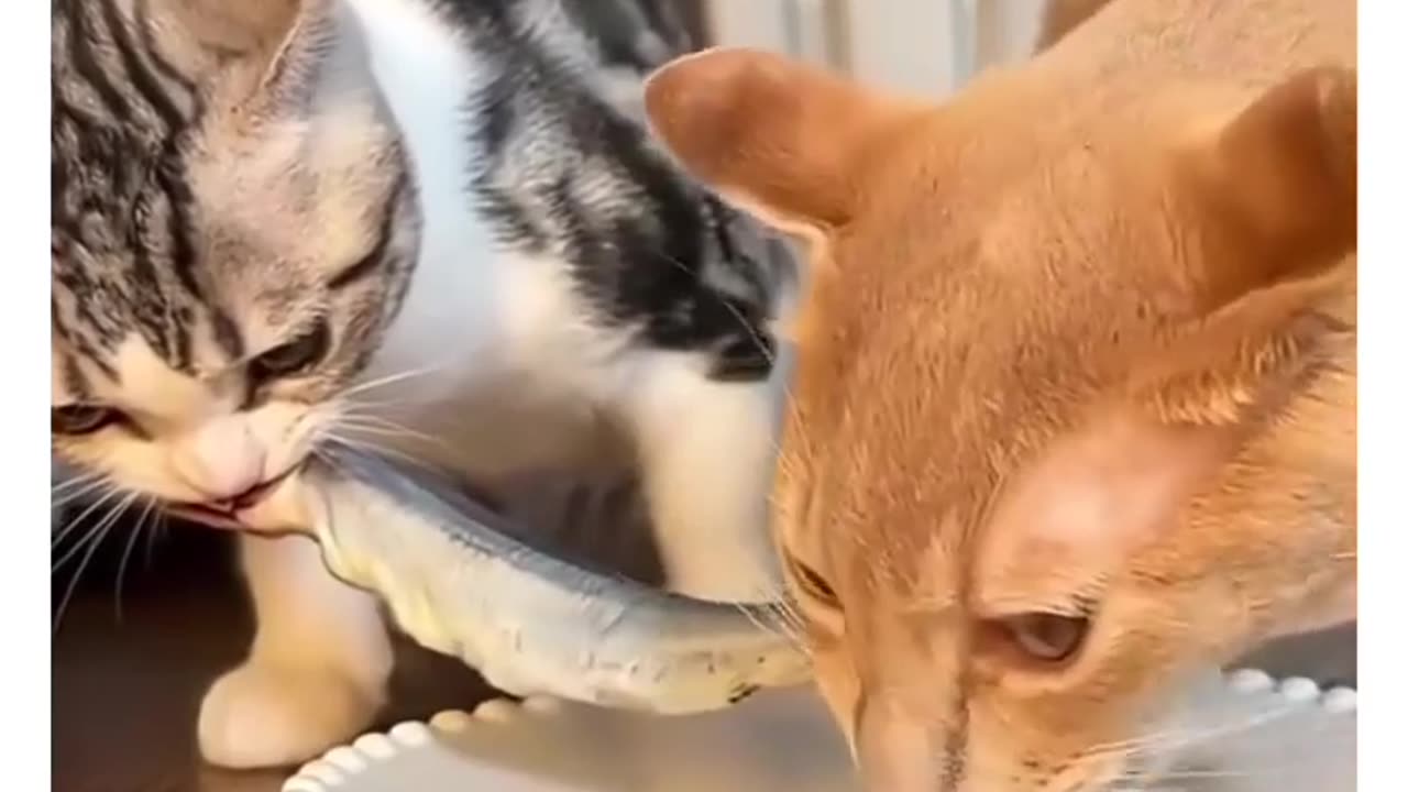 😂🐈 You've Got to See This Cat's Reaction! | FunFM