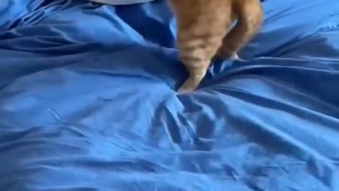 Subscribe if you like funny moments with animals ❤️