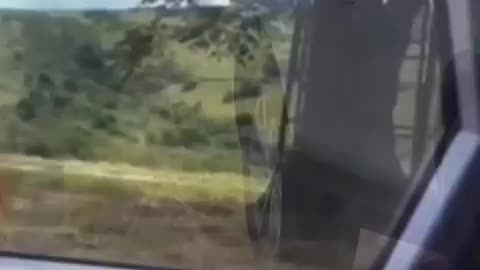 Amazing: The Most Terrifying Lion Encounter || #lion #wildlife #viralshorts #tre