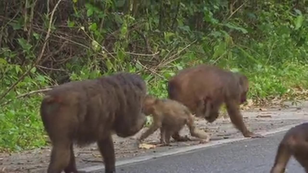 Funny Animals New Funny Animals Baby monkey dancing monkey
