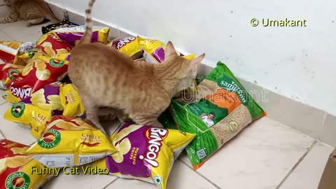 Funny Cats 140 Playing At Home