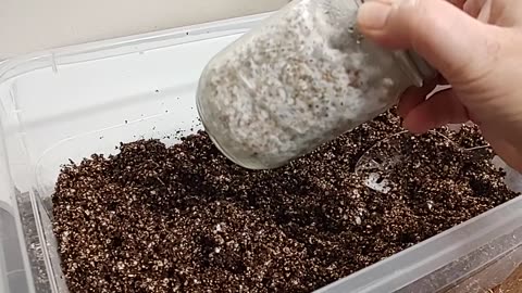 How to Grow Mushroom Easy Substrate Growing Mushrooms at Home