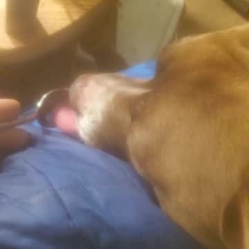 How to cure dog nightmares.