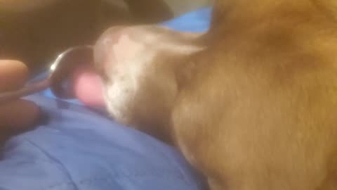 How to cure dog nightmares.