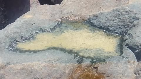 Filming a small puddle of water on the rocks in the sea, beach cockroaches in it [Nature & Animals]