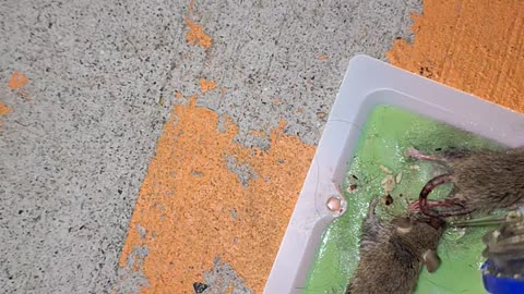 How to rescue/free and save a mouse found on a glue trap 10/9 #1