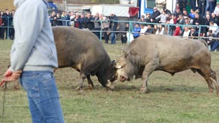 Čelan od Šamija vs Brisko od Davidovića Zimča 2025