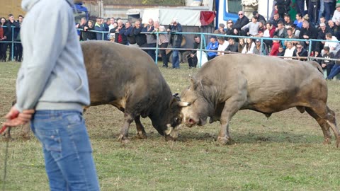 Čelan od Šamija vs Brisko od Davidovića Zimča 2025
