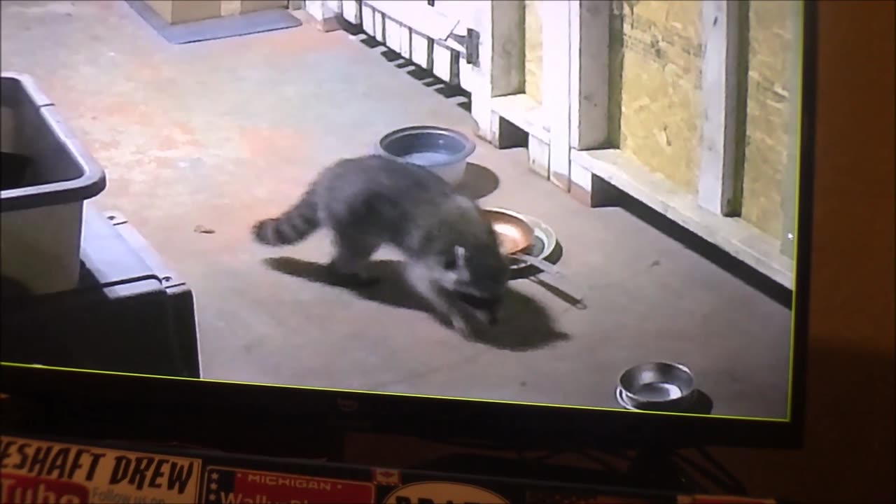 one of our visitors dropped in for a bite. a coon, sometimes possums and cats