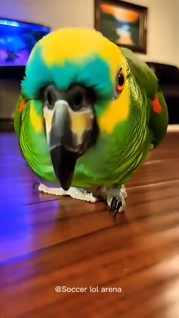 Parrot 🦜 Has Something for you. Mua