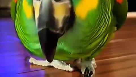 Parrot 🦜 Has Something for you. Mua