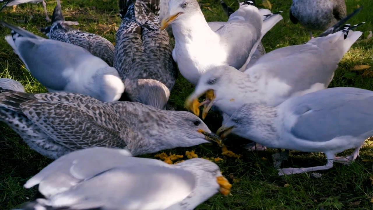 Insatiable Seagulls