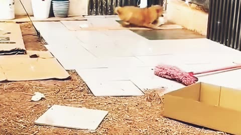 Funnyanimalvideo