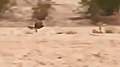 Animal vs animal