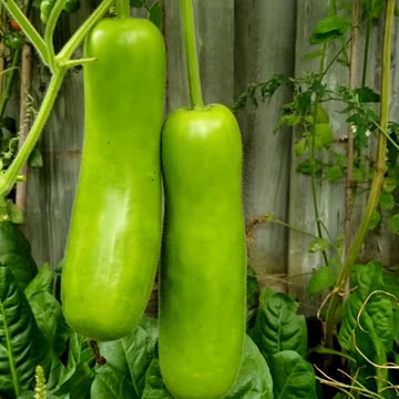 Growing or growth period of Bottle Gourd or Calabash, in September vegetable gardening