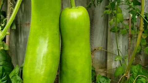 Growing or growth period of Bottle Gourd or Calabash, in September vegetable gardening
