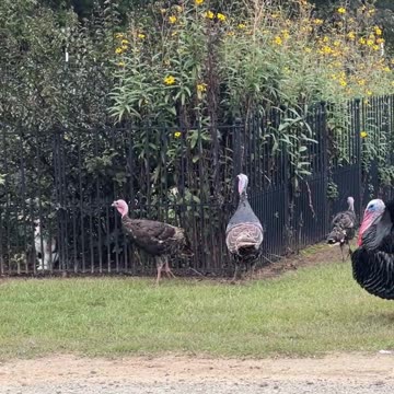 Flowers are great Snacks!!!