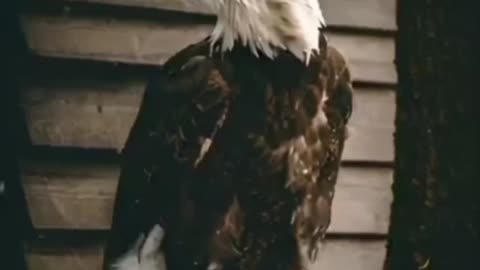 Eagle attitude motivation