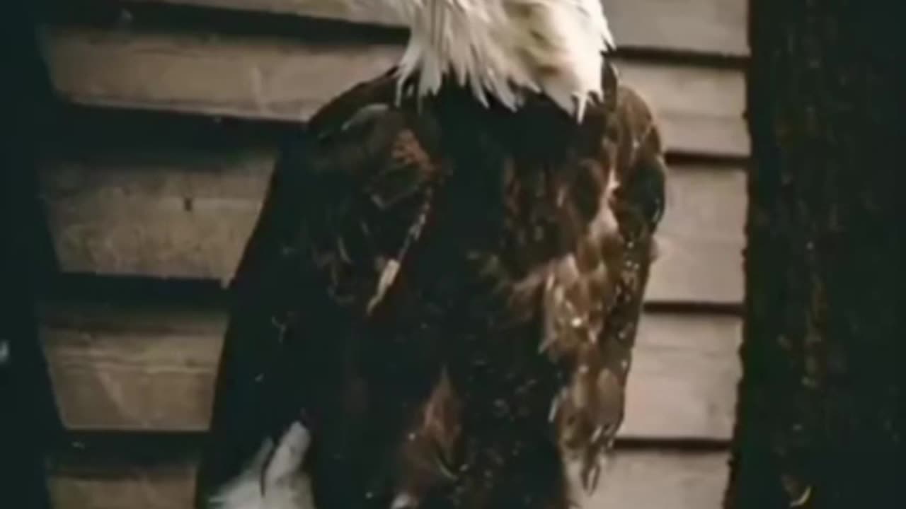 Eagle attitude motivation