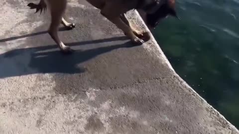 This dog seems to have invented his own game! ❤️