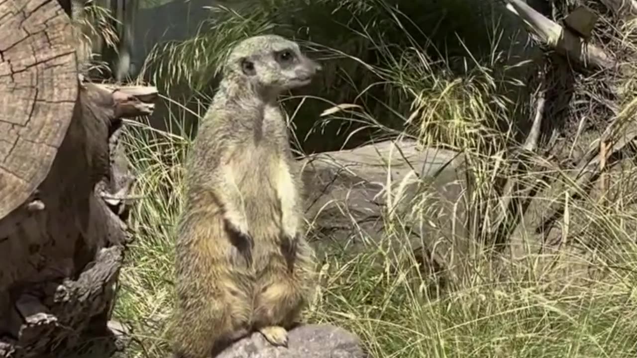 meerkat