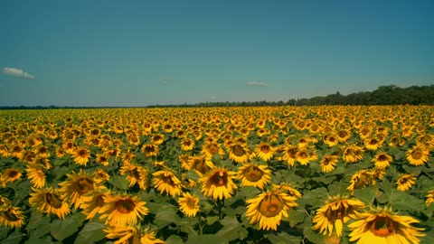 The beauty of the sunflower flower reflects the beauty of the red sun.