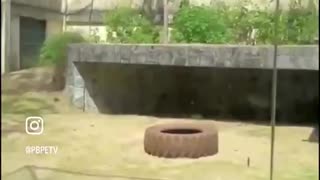 🟢 HORRIFIC: Man Mauled To Death After Climbing Into Lion Cage [WATCH]