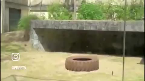 🟢 HORRIFIC: Man Mauled To Death After Climbing Into Lion Cage [WATCH]