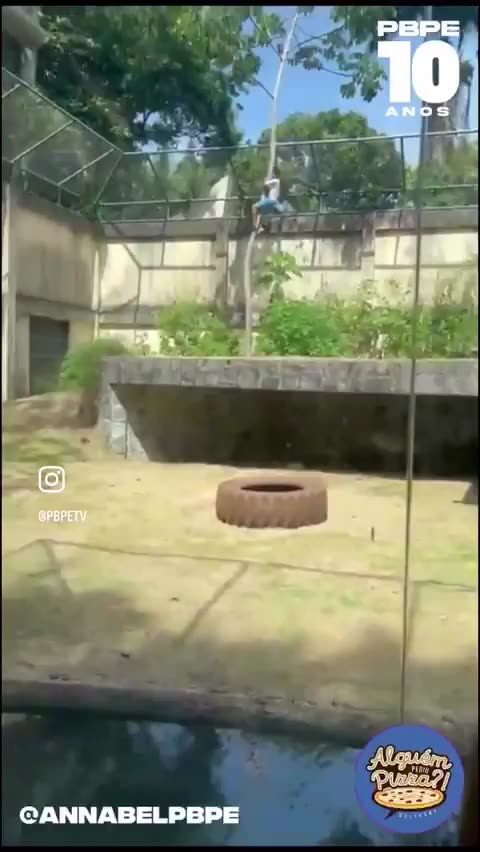 🟢 HORRIFIC: Man Mauled To Death After Climbing Into Lion Cage [WATCH]