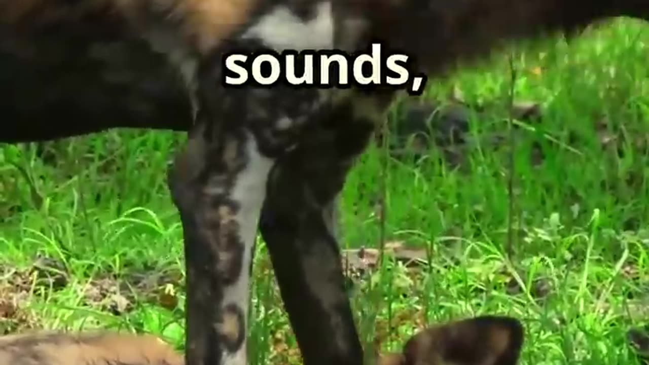Wild Dogs_ Nature's Untamed Canines!