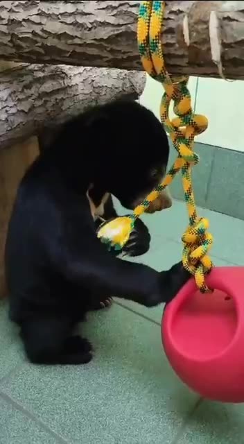 Orphaned bear cub exploring new surroundings