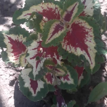 Colius - beautiful leaves