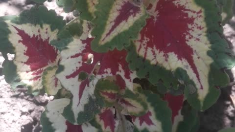 Colius - beautiful leaves