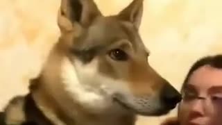 😂🐶 Dog Only Prefers Dad! | FunFM