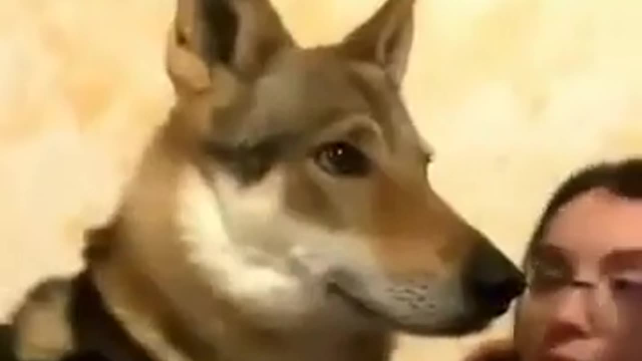 😂🐶 Dog Only Prefers Dad! | FunFM