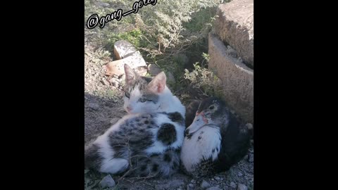 Bird and cat friendship