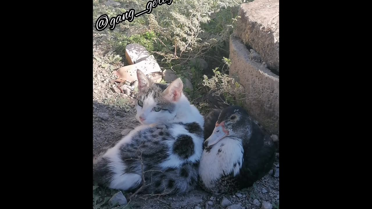 Bird and cat friendship