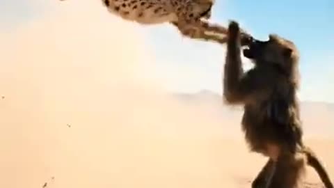 Monkey Leopard Clash