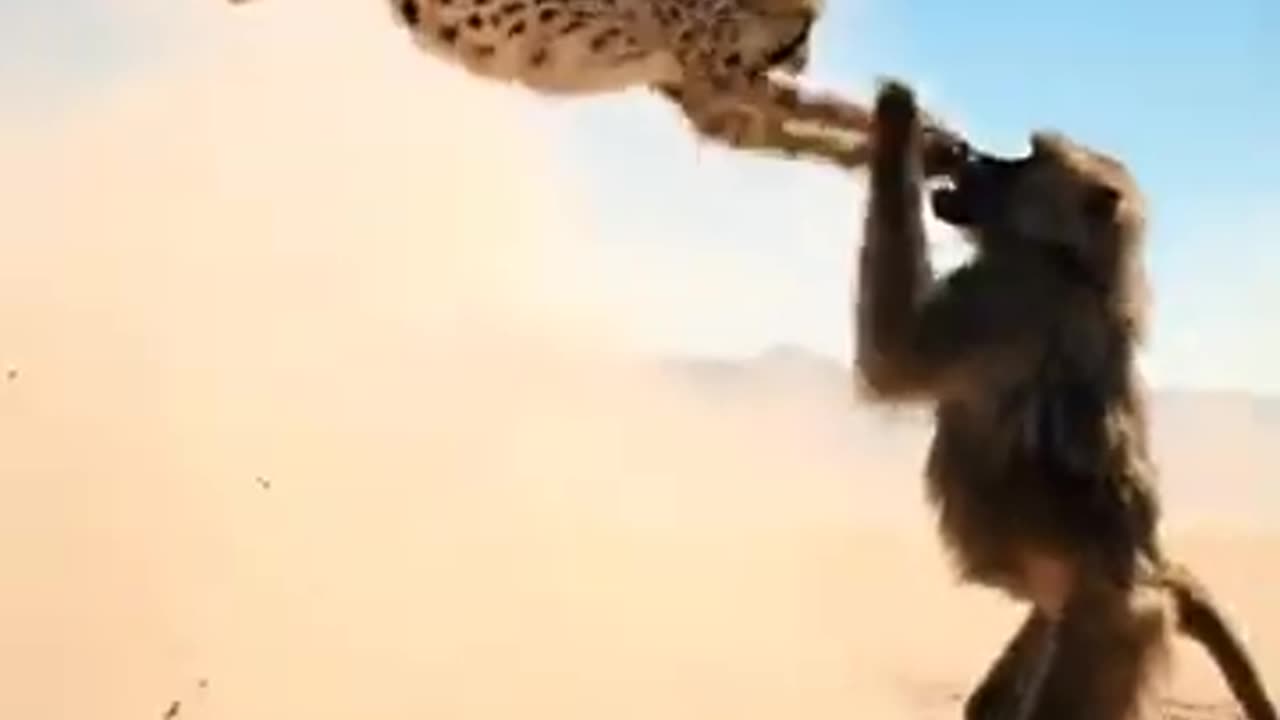 Monkey Leopard Clash