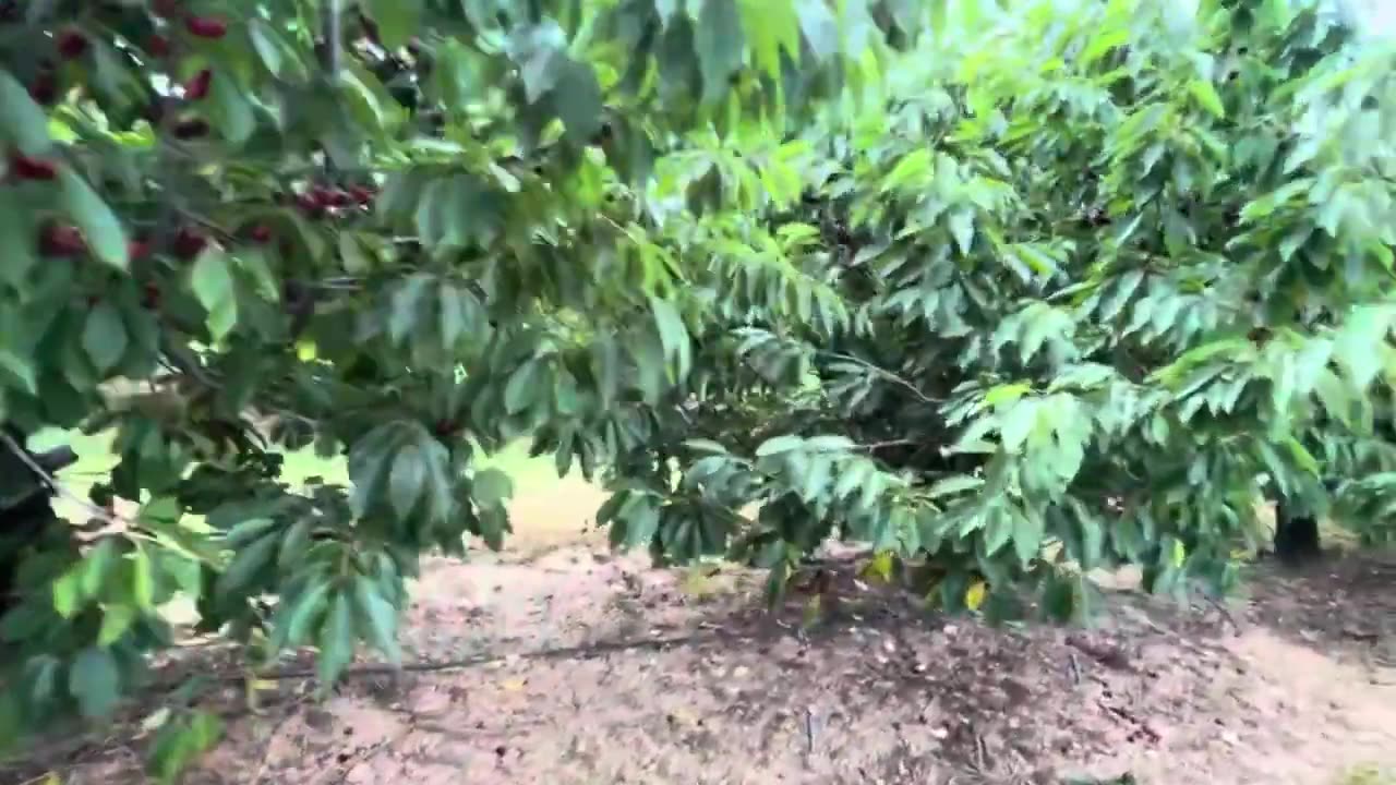 Sweet Cherries for Christmas