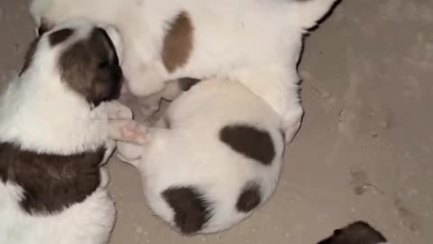 #dog