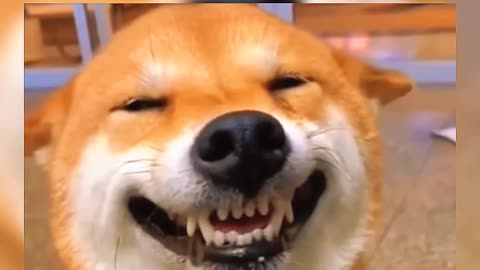 Top 3 funniest dog laugh scene