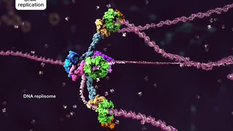 DNA needs proteins to replicate, but proteins need DNA to exist!