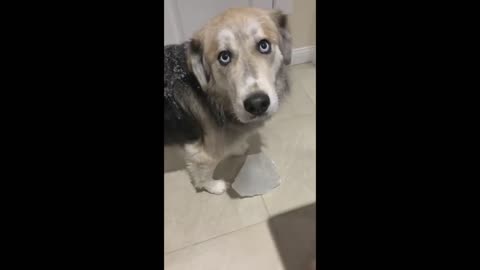 Funniest Dogs And Cats Videos - Best Funny Animal Videos#1