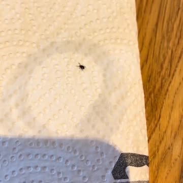 Effective tick repellent: Peppermint oil