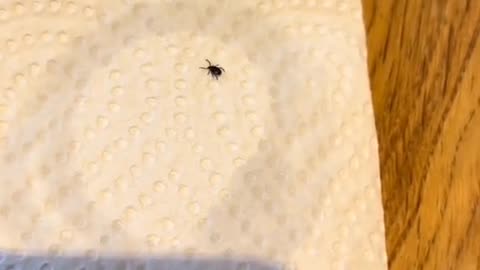 Effective tick repellent: Peppermint oil