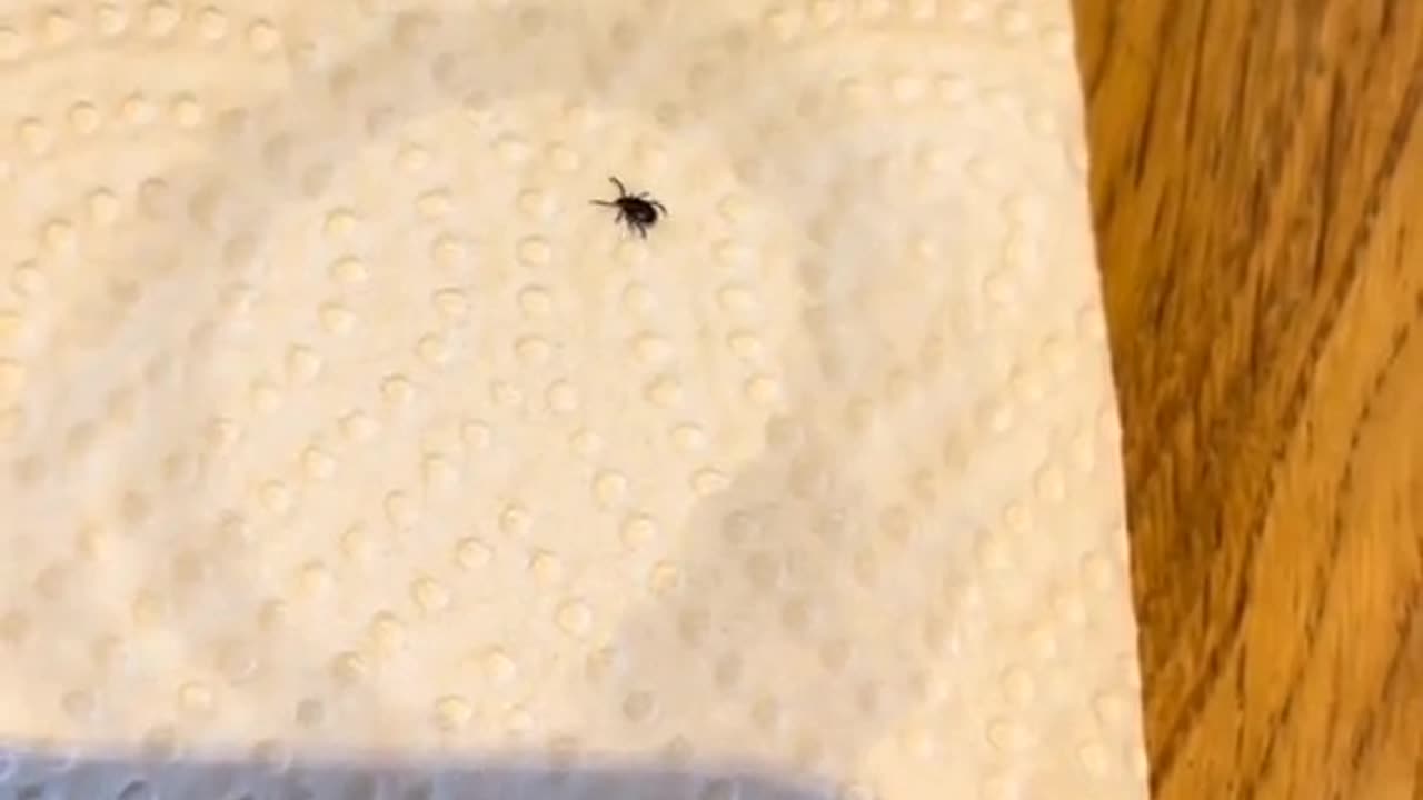 Effective tick repellent: Peppermint oil