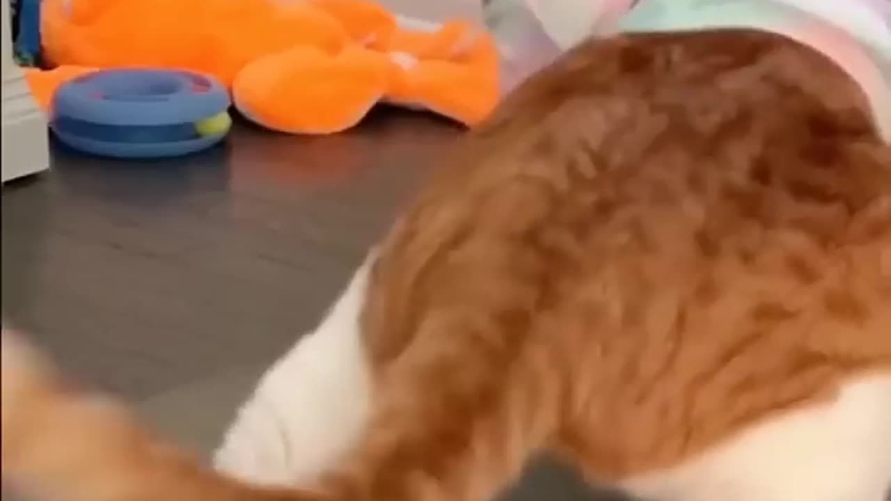 Cat 🐱 funny